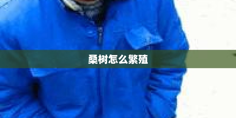 桑树怎么繁殖