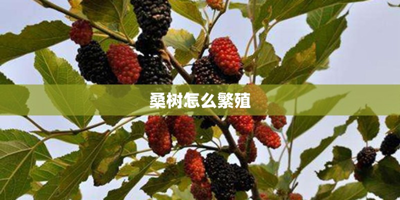 桑树怎么繁殖