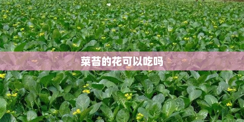 菜苔的花可以吃吗