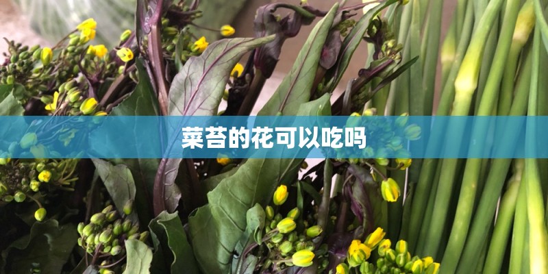 菜苔的花可以吃吗