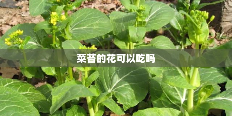 公司活动策划