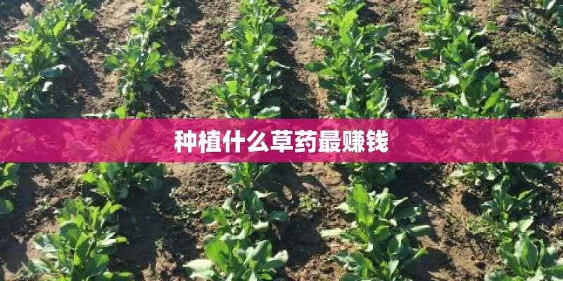 种植什么草药最赚钱
