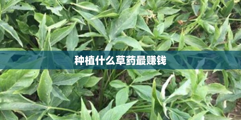 种植什么草药最赚钱