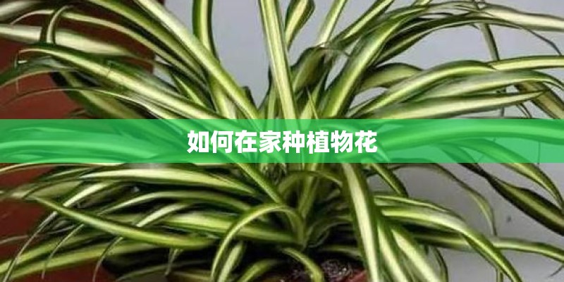 如何在家种植物花