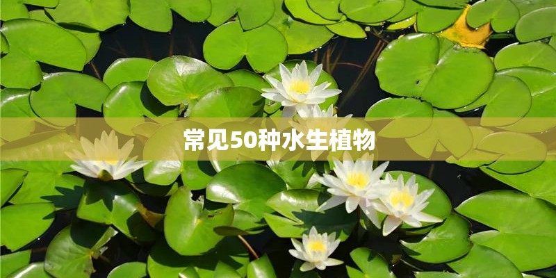 常见50种水生植物