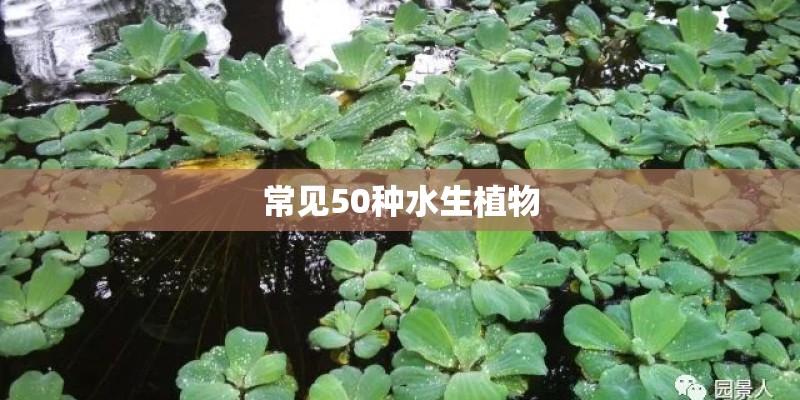 常见50种水生植物