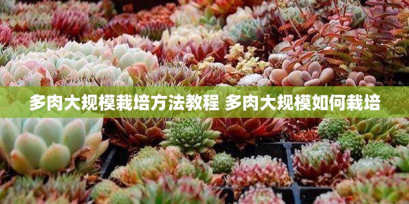 多肉大规模栽培方法教程 多肉大规模如何栽培