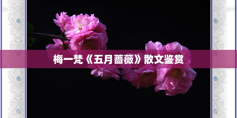 梅一梵《五月蔷薇》散文鉴赏