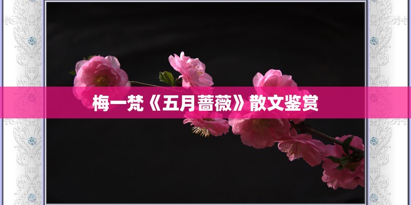 梅一梵《五月蔷薇》散文鉴赏
