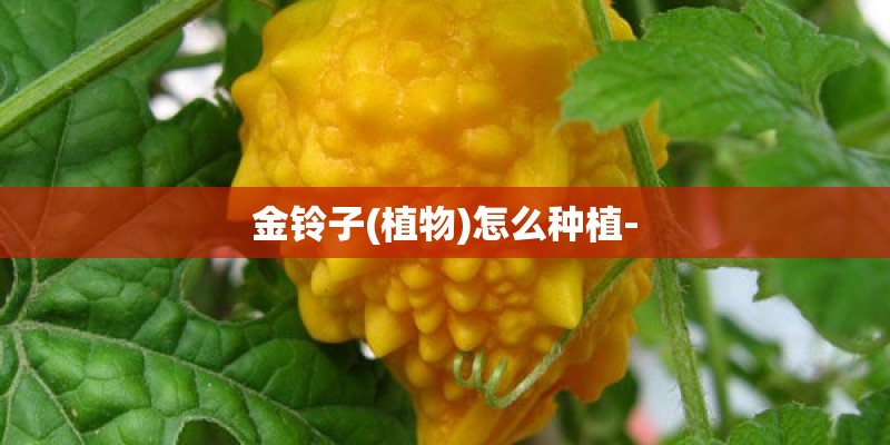 金铃子(植物)怎么种植-