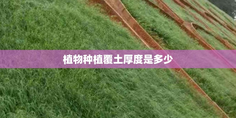 植物种植覆土厚度是多少