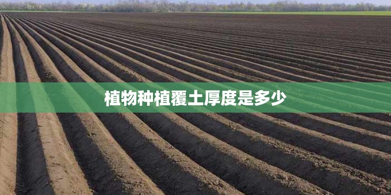 植物种植覆土厚度是多少