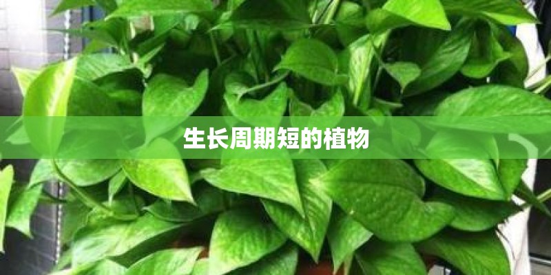 生长周期短的植物