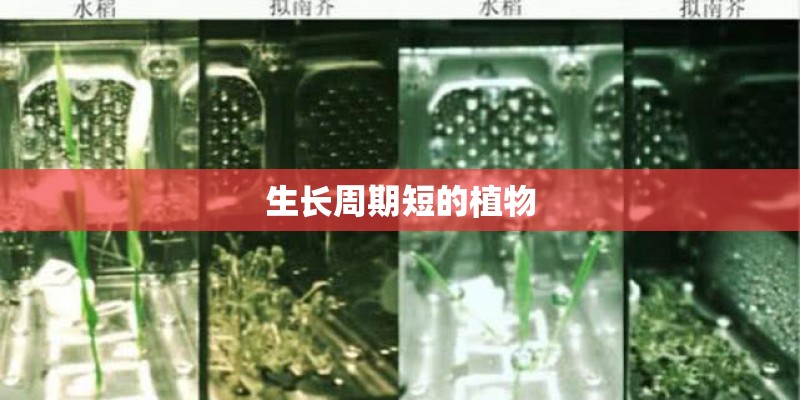 生长周期短的植物