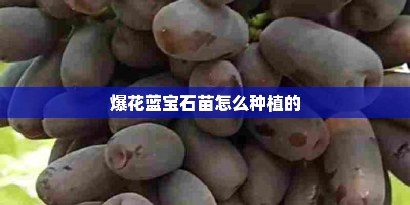爆花蓝宝石苗怎么种植的