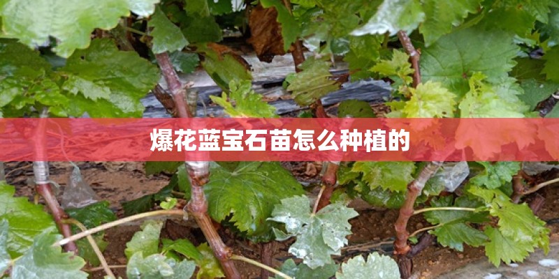 爆花蓝宝石苗怎么种植的
