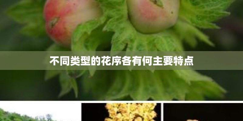 不同类型的花序各有何主要特点