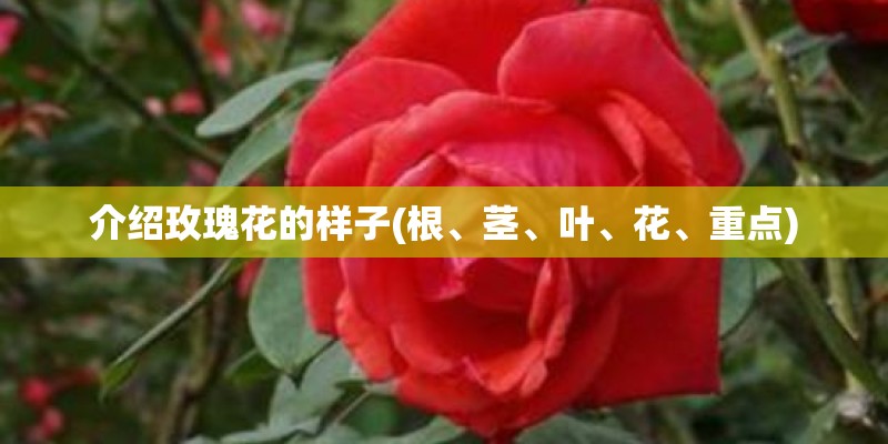 介绍玫瑰花的样子(根、茎、叶、花、重点)