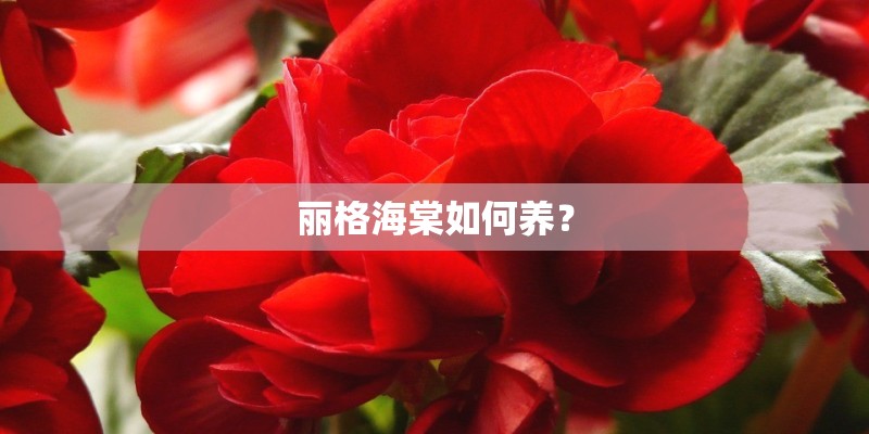 丽格海棠如何养？
