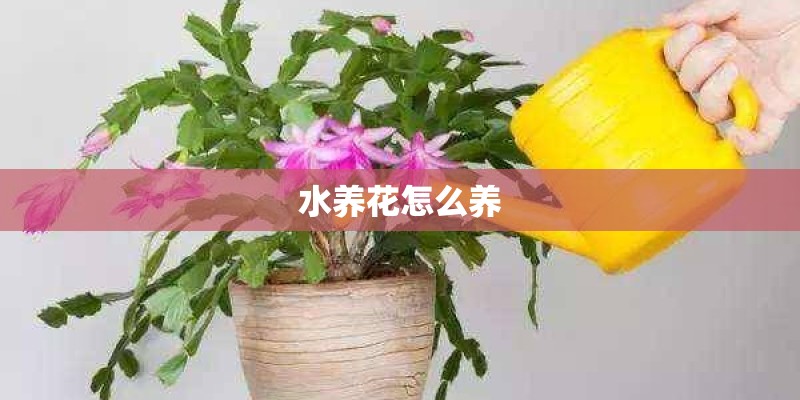 水养花怎么养
