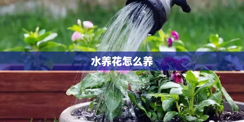 水养花怎么养