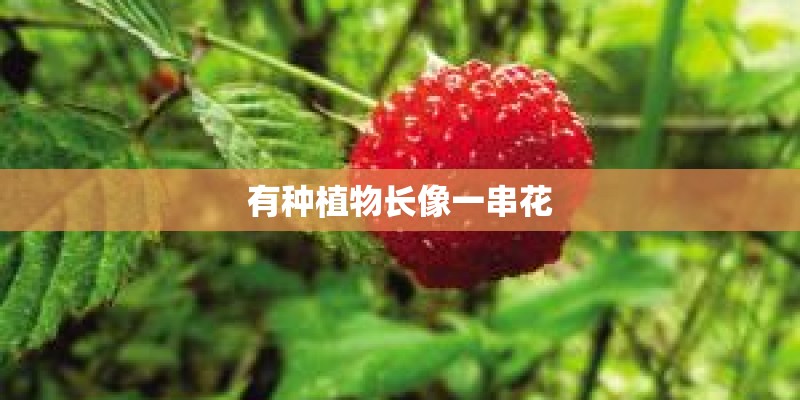 有种植物长像一串花