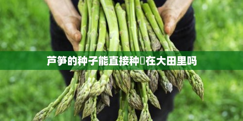 芦笋的种子能直接种稙在大田里吗
