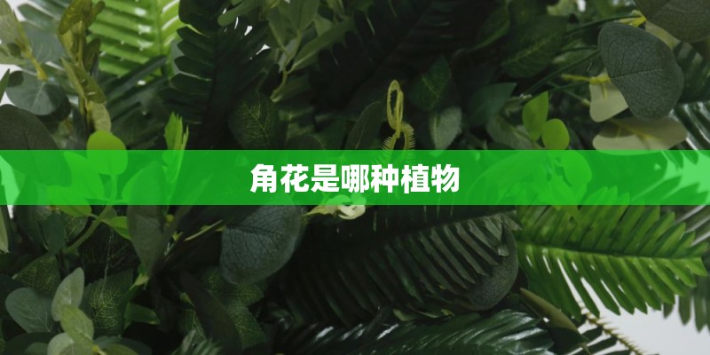 角花是哪种植物