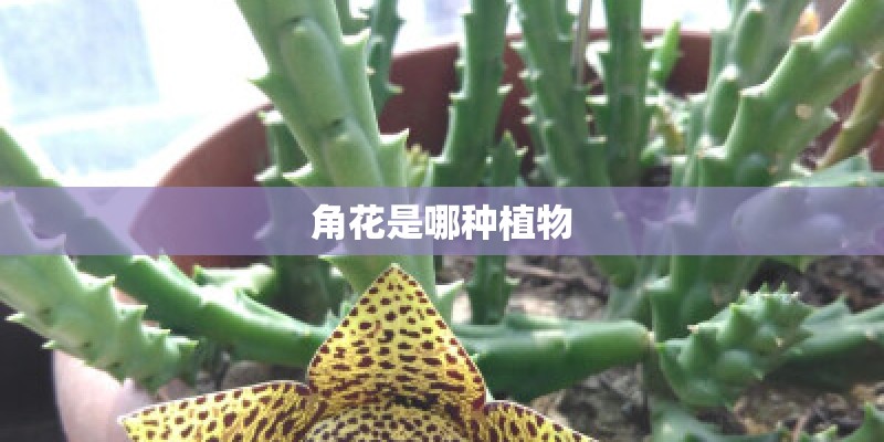 角花是哪种植物