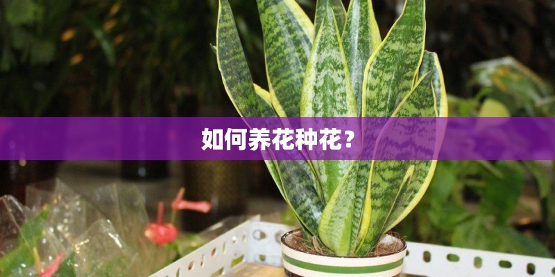 如何养花种花？