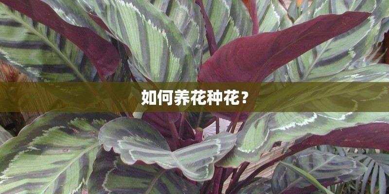 如何养花种花？