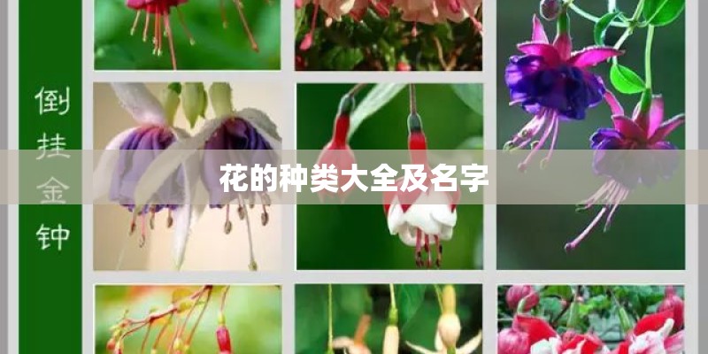 花的种类大全及名字