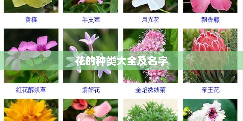花的种类大全及名字