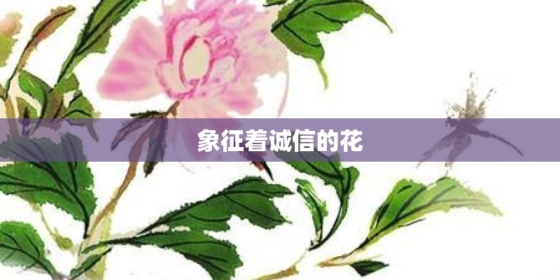 象征着诚信的花