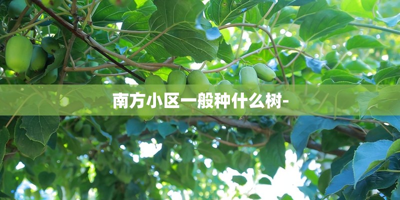 南方小区一般种什么树-