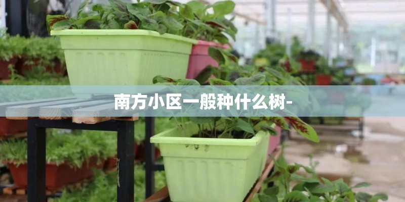 南方小区一般种什么树-