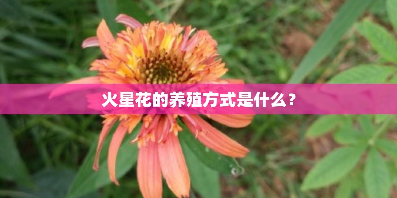 火星花的养殖方式是什么？