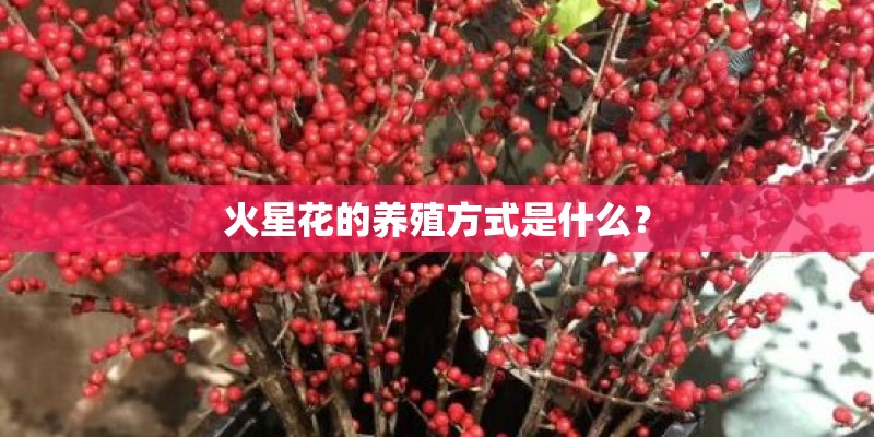 火星花的养殖方式是什么？