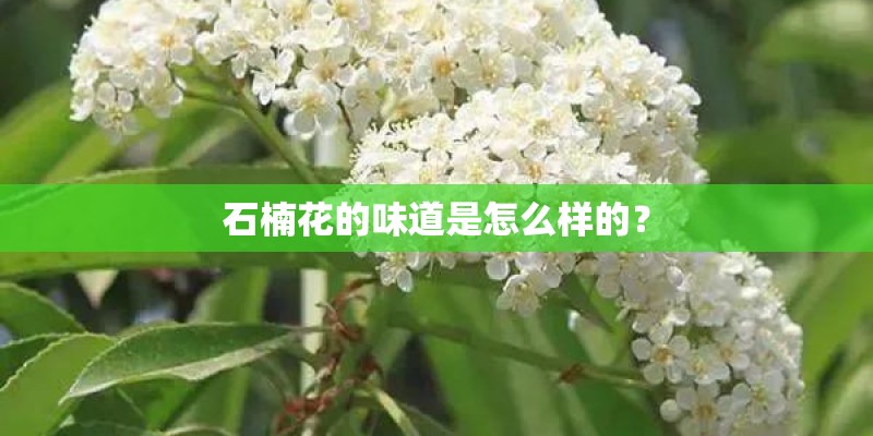 石楠花的味道是怎么样的？