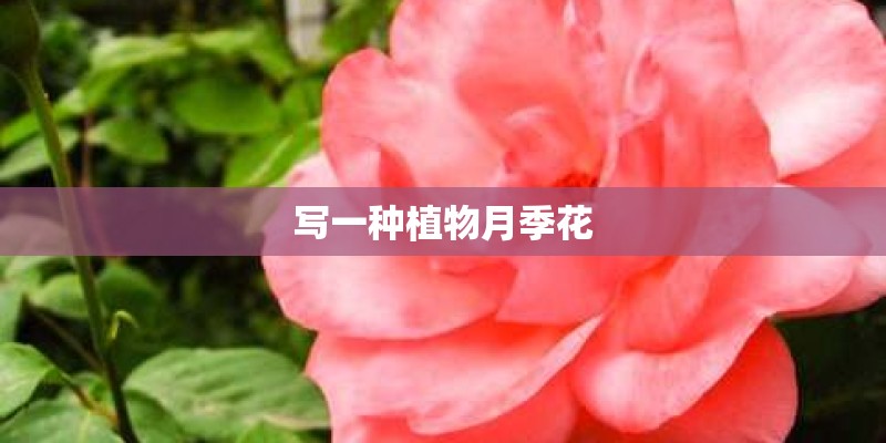 写一种植物月季花