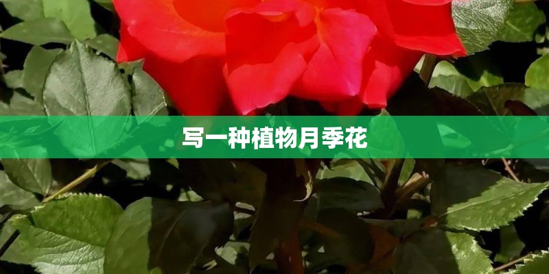 写一种植物月季花