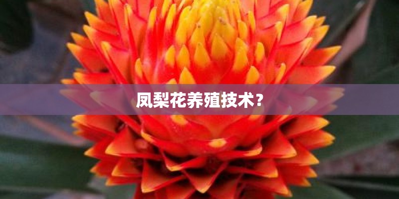 凤梨花养殖技术？