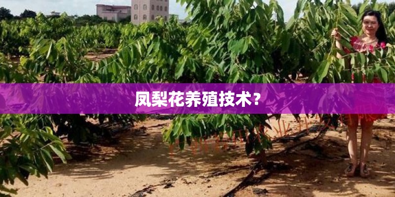 凤梨花养殖技术？