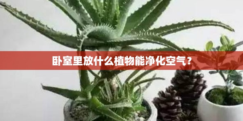 卧室里放什么植物能净化空气？