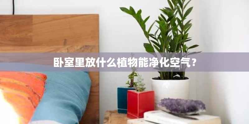 卧室里放什么植物能净化空气？