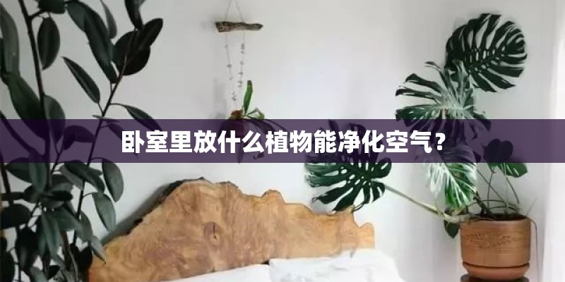 卧室里放什么植物能净化空气？