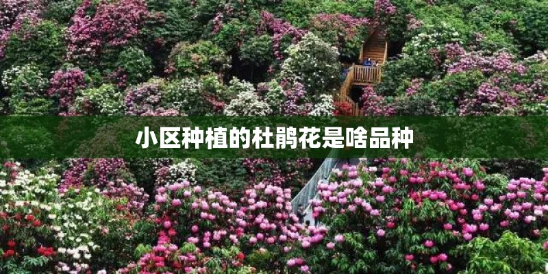 小区种植的杜鹃花是啥品种