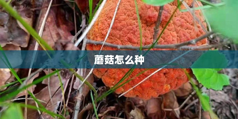 蘑菇怎么种