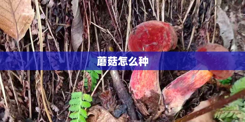 蘑菇怎么种