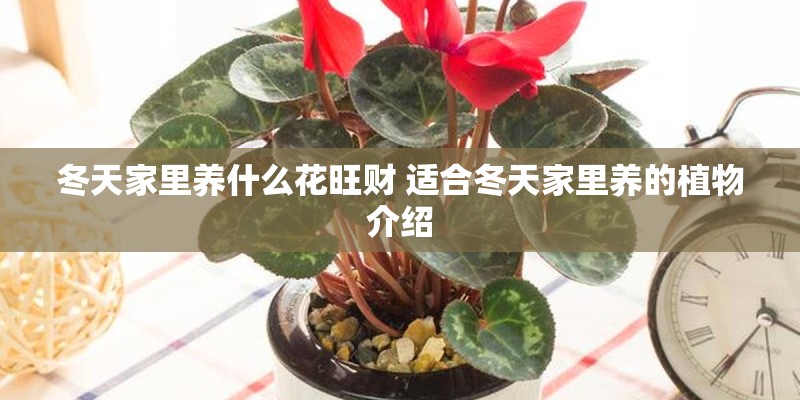 冬天家里养什么花旺财 适合冬天家里养的植物介绍